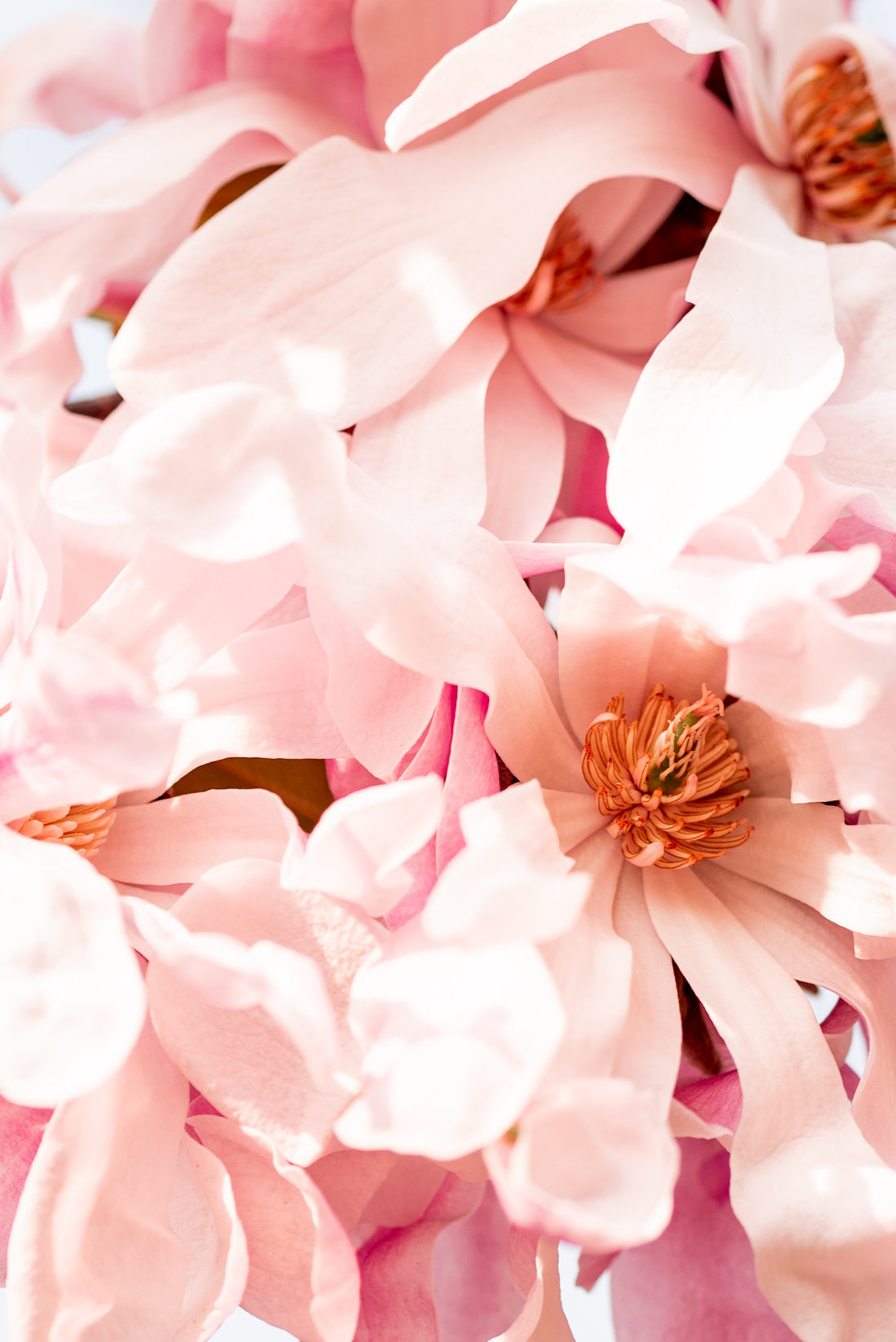 Petal Flower