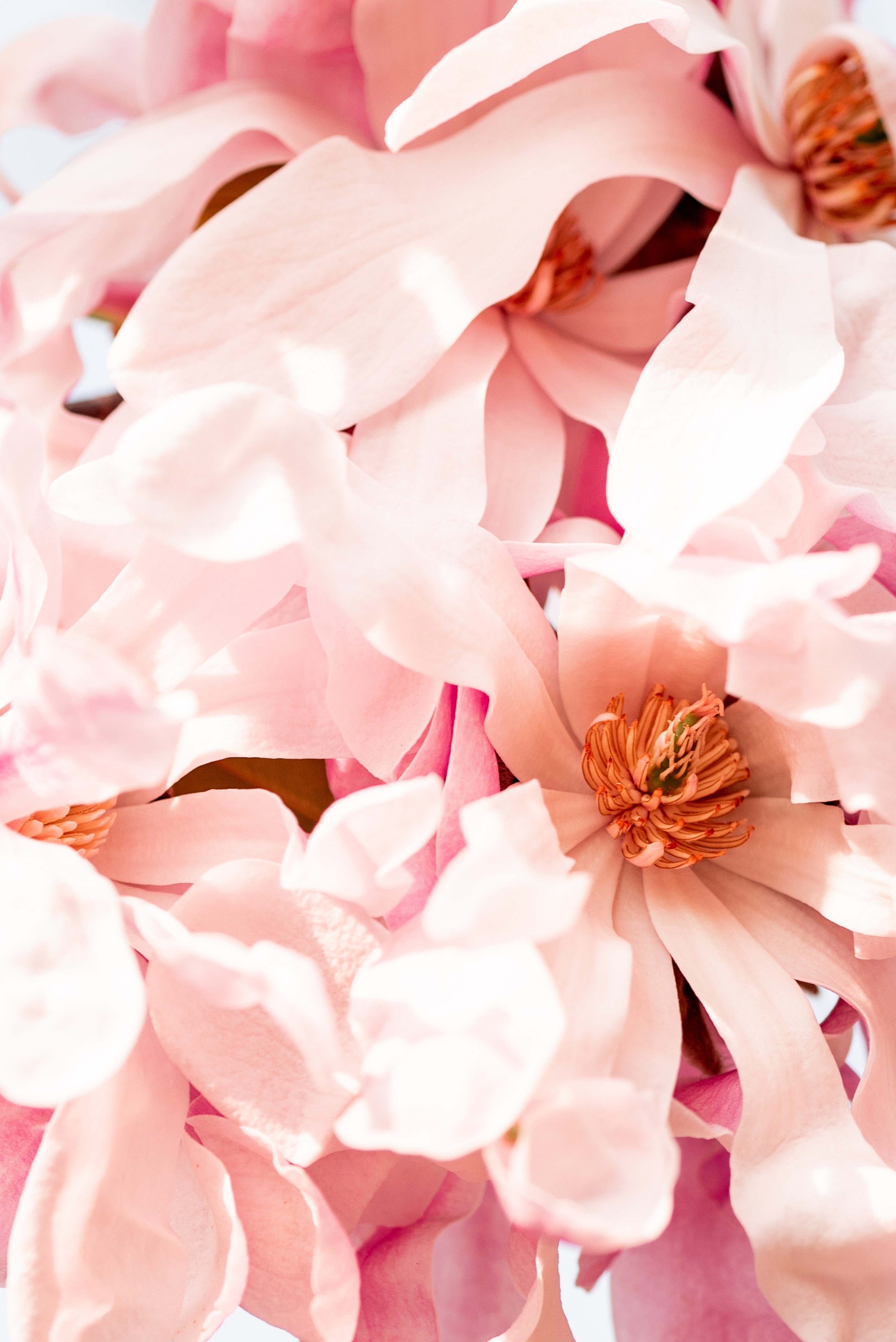 Petal Flower