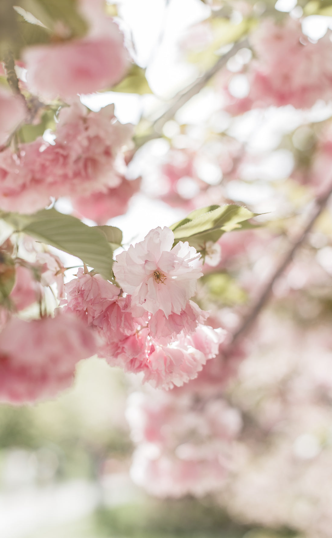 Spring Flower