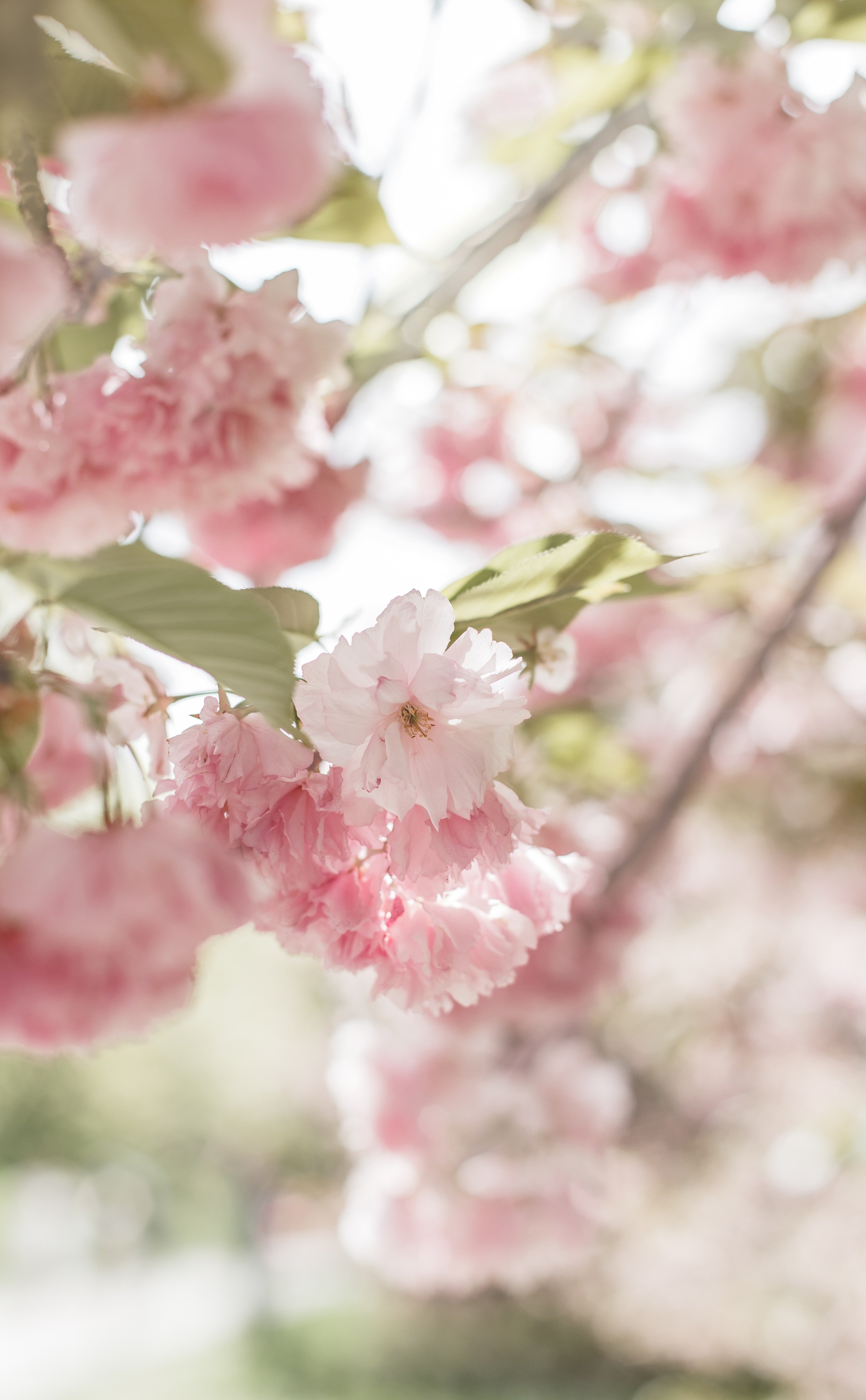 Spring Flower