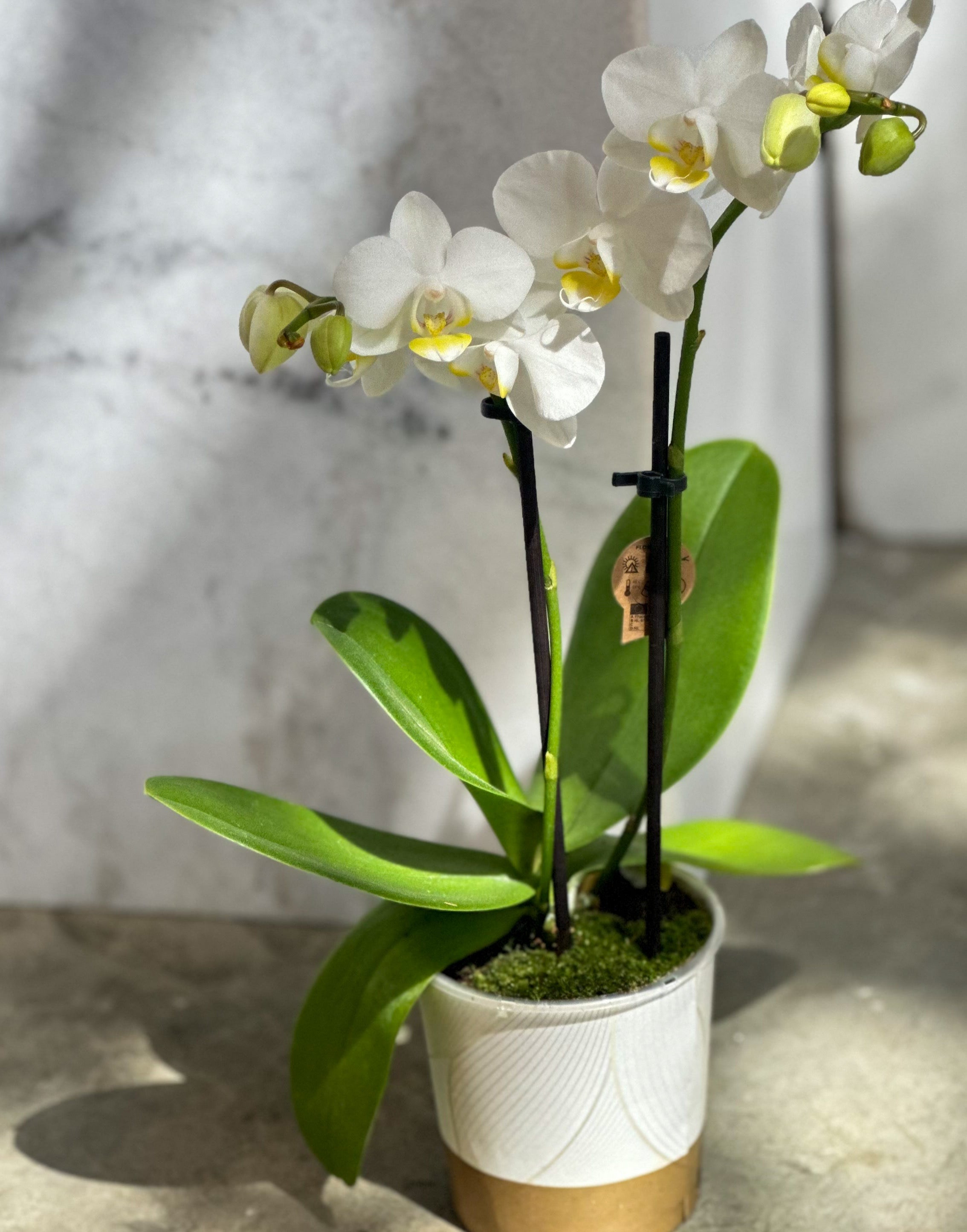 Ethereal White Orchid