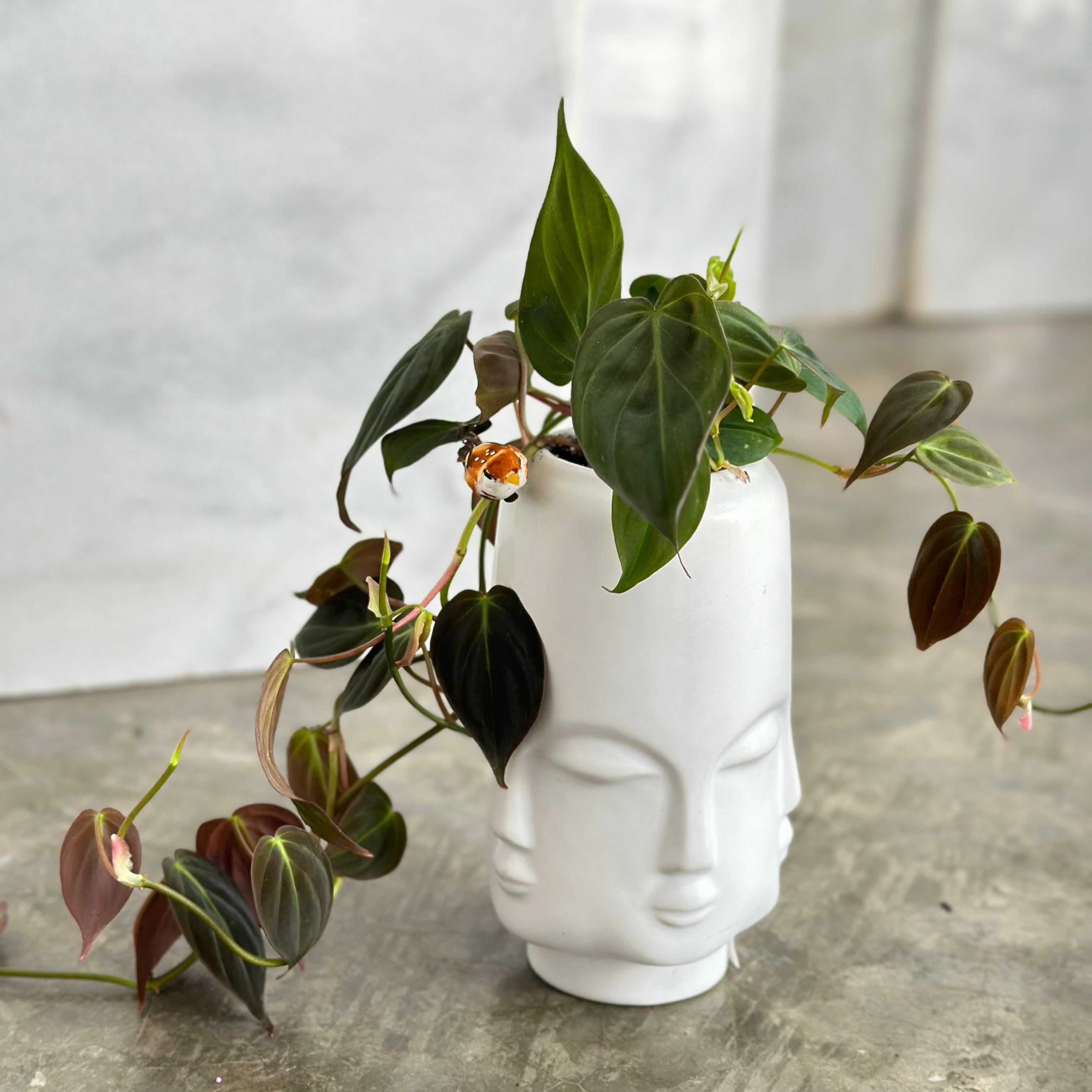 Philodendron Scandens Micans - فيلودندرون  سكاندنس مايكنز    