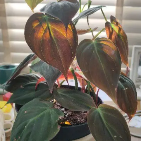 Philodendron Scandens Micans