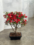 Azalea 'Japanese Red' Plant (Copy 2)