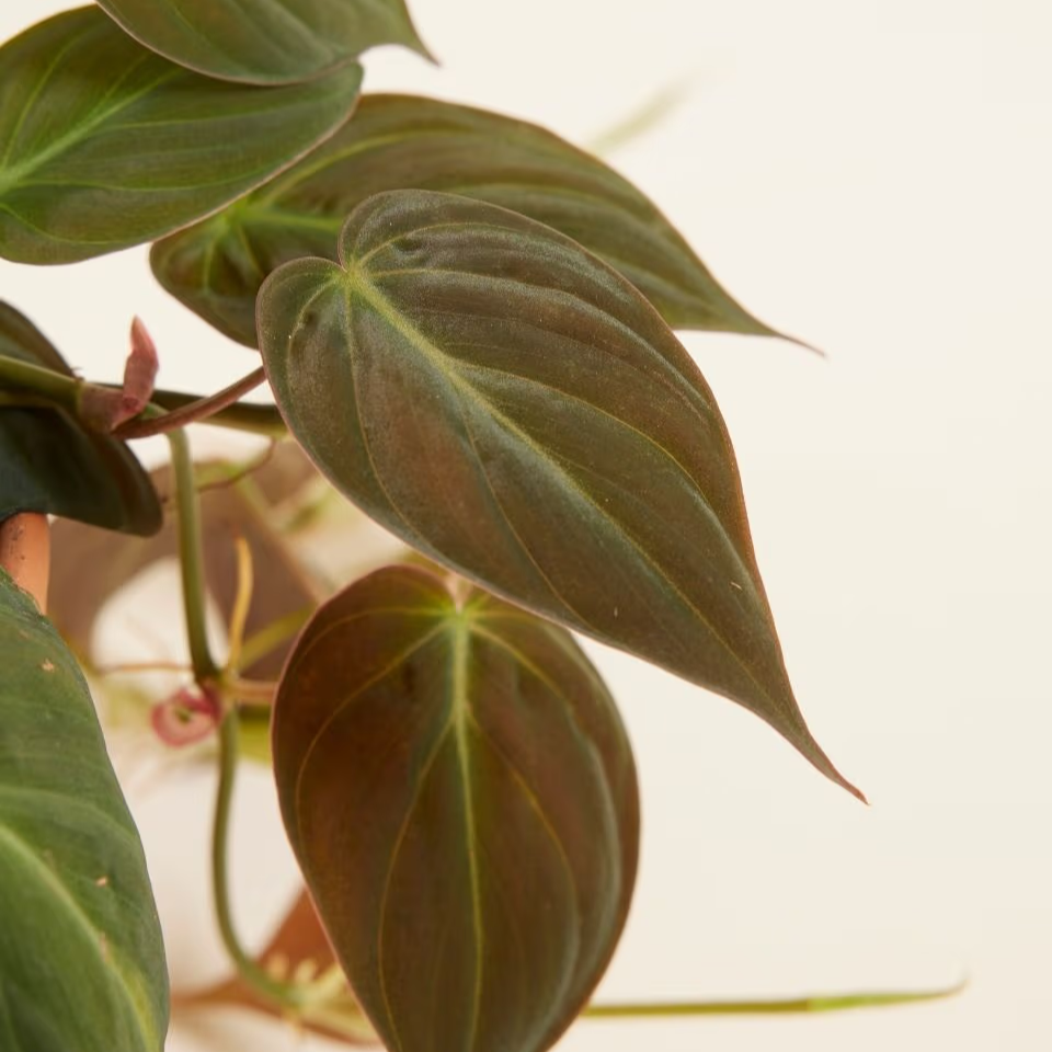 Philodendron Scandens Micans