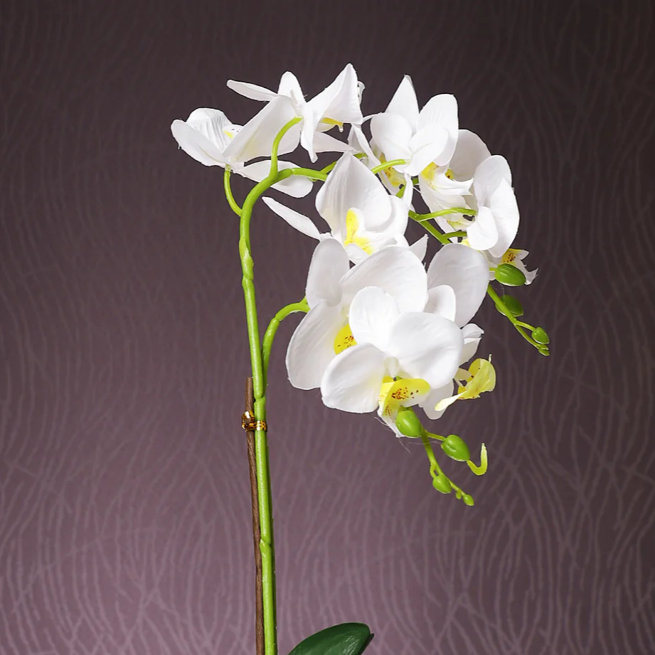 Ethereal White Orchid