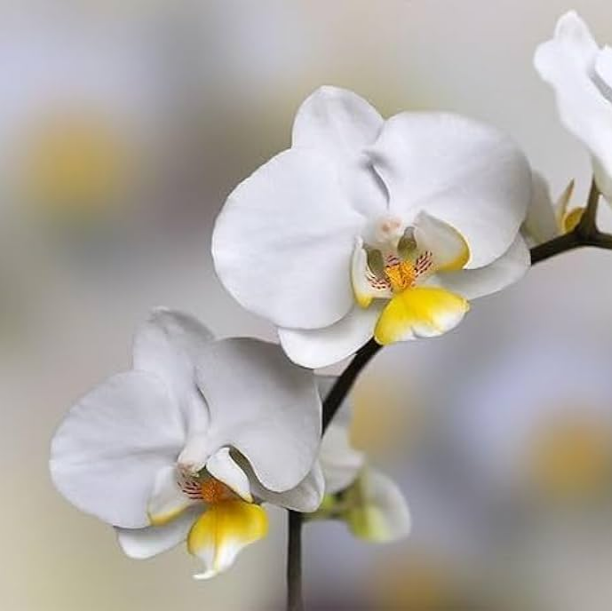 Ethereal White Orchid